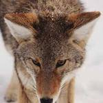 Maudie Senger Profile Picture